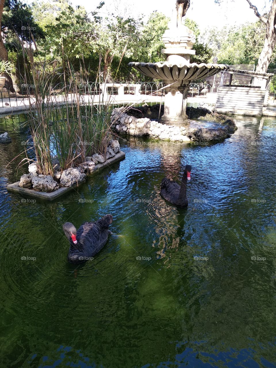 Black Swans