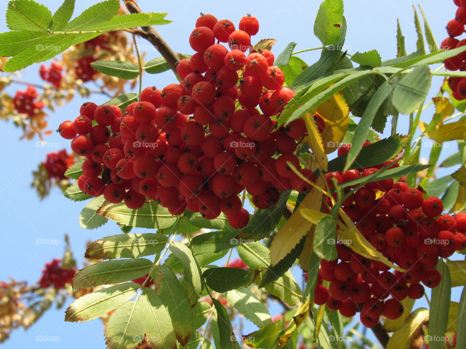 red rowan berries
