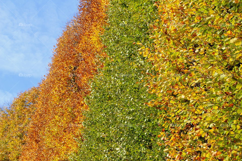 Changing autumn colors in the park.