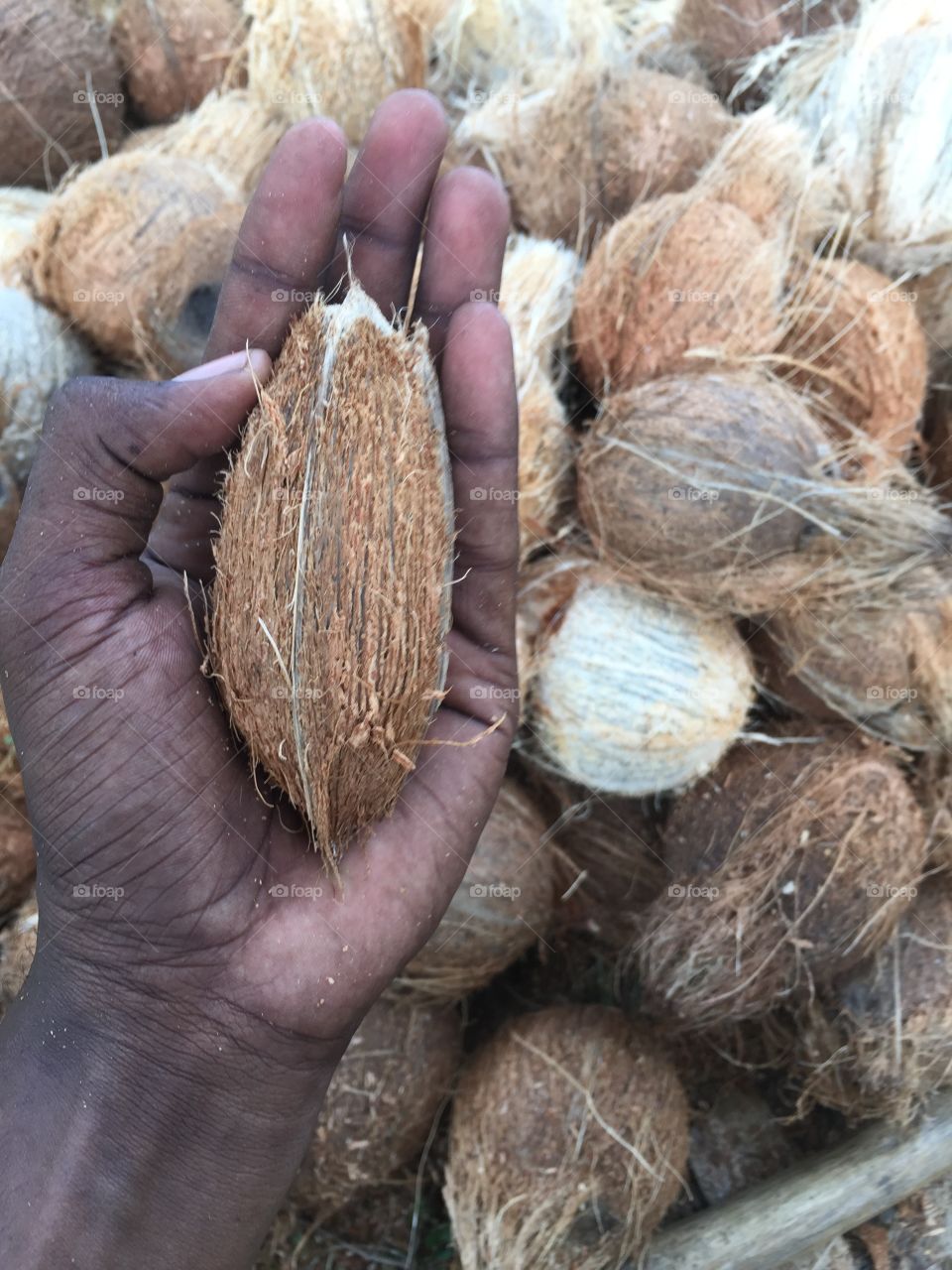 Small coconut 