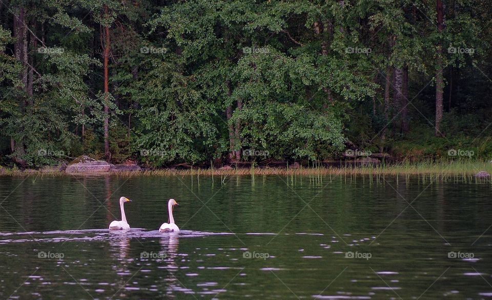 Swans pair. . This picture was taken in Finland. I was fishing on a lake when I saw this couple of swans. They were swimming in there making a scenery so peaceful.