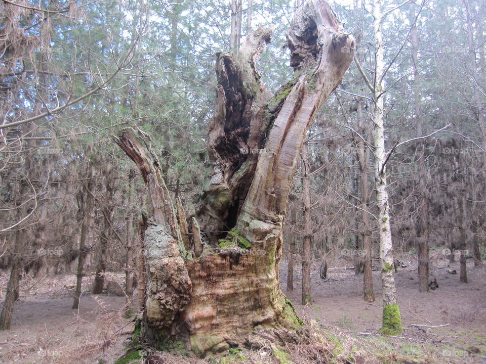 Old Tree