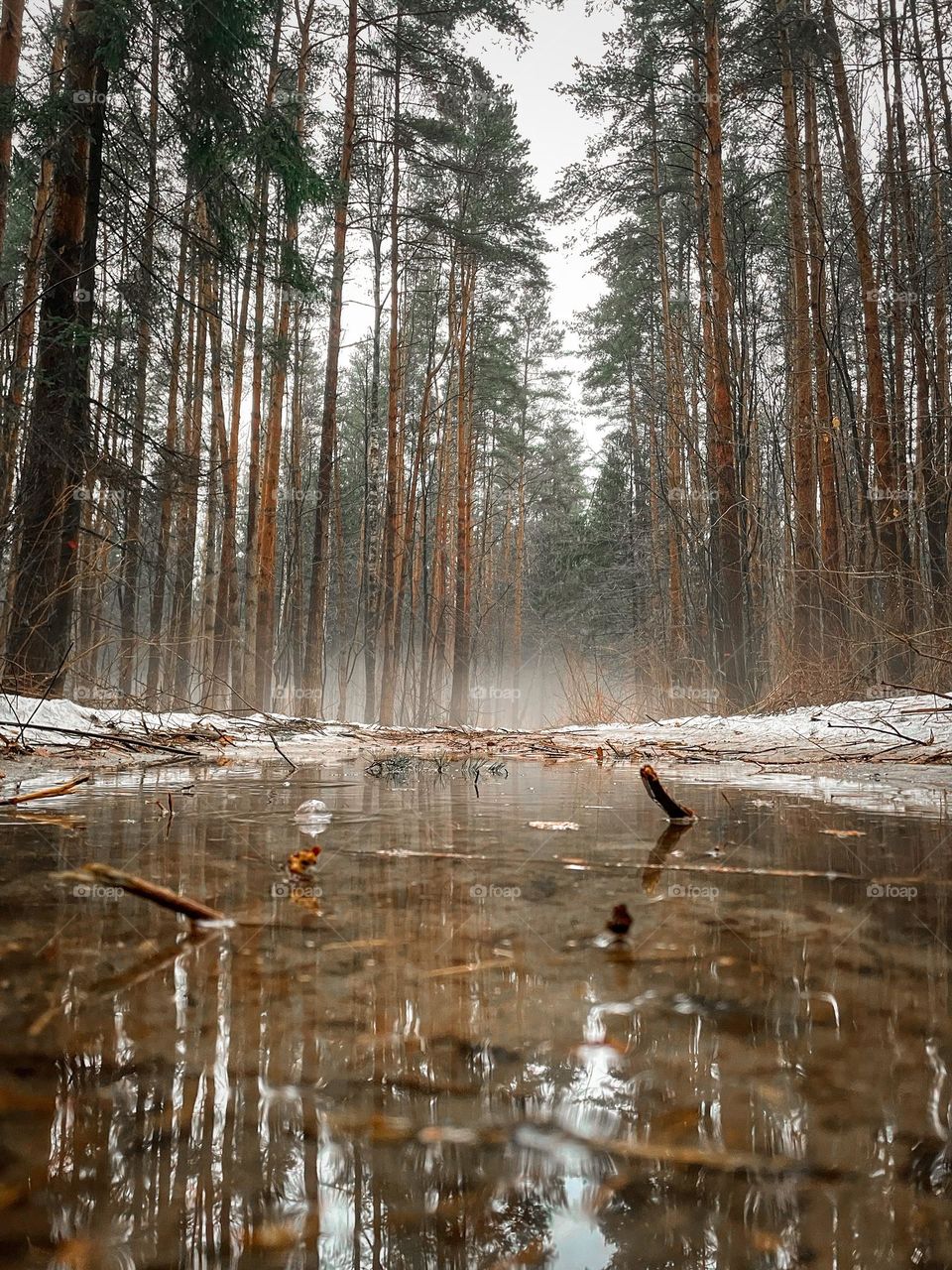 Winter forest and puddle reflection 