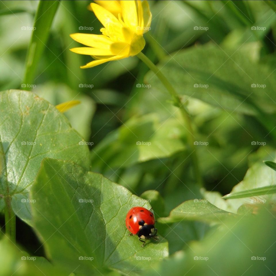 yellow plants nature flower by Petalskull