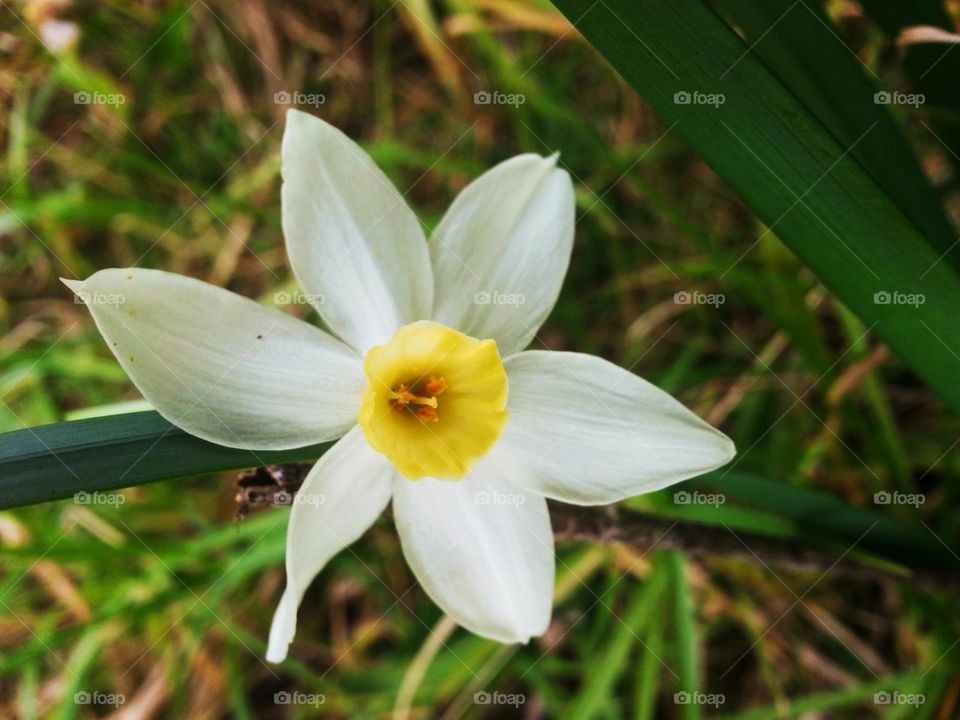 Daffodil flower