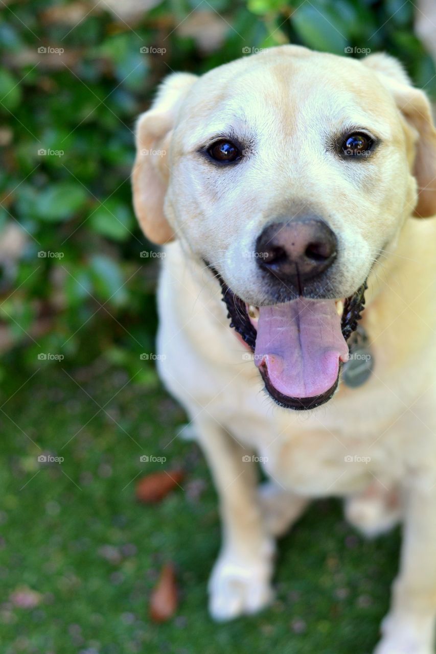 High angle view of dog