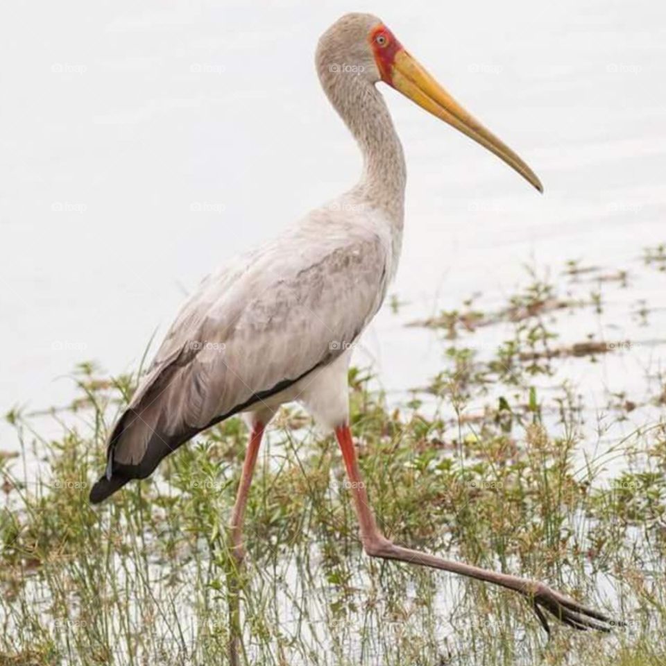 bird in Lake manyara