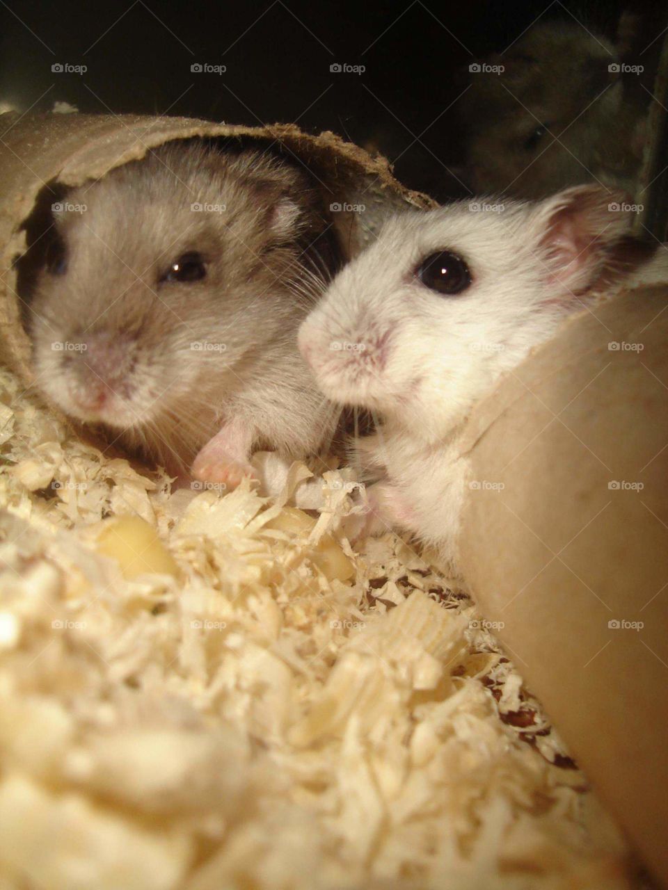 Hamster Kamil and Sprincia