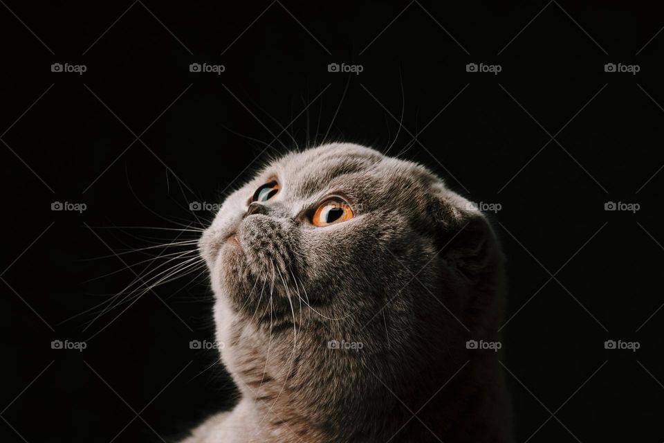 close up portrait of Scottish Fold cat