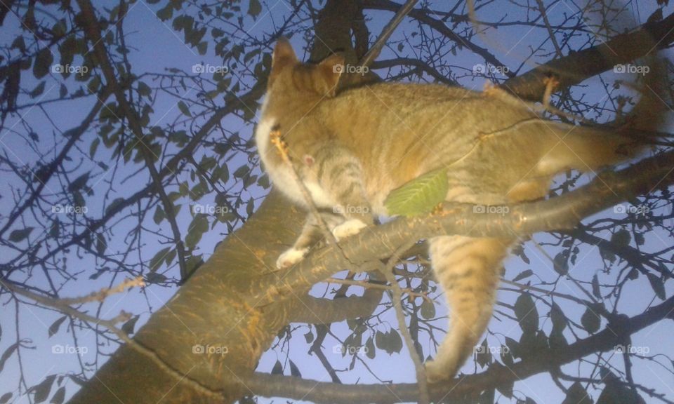 cat cought in action