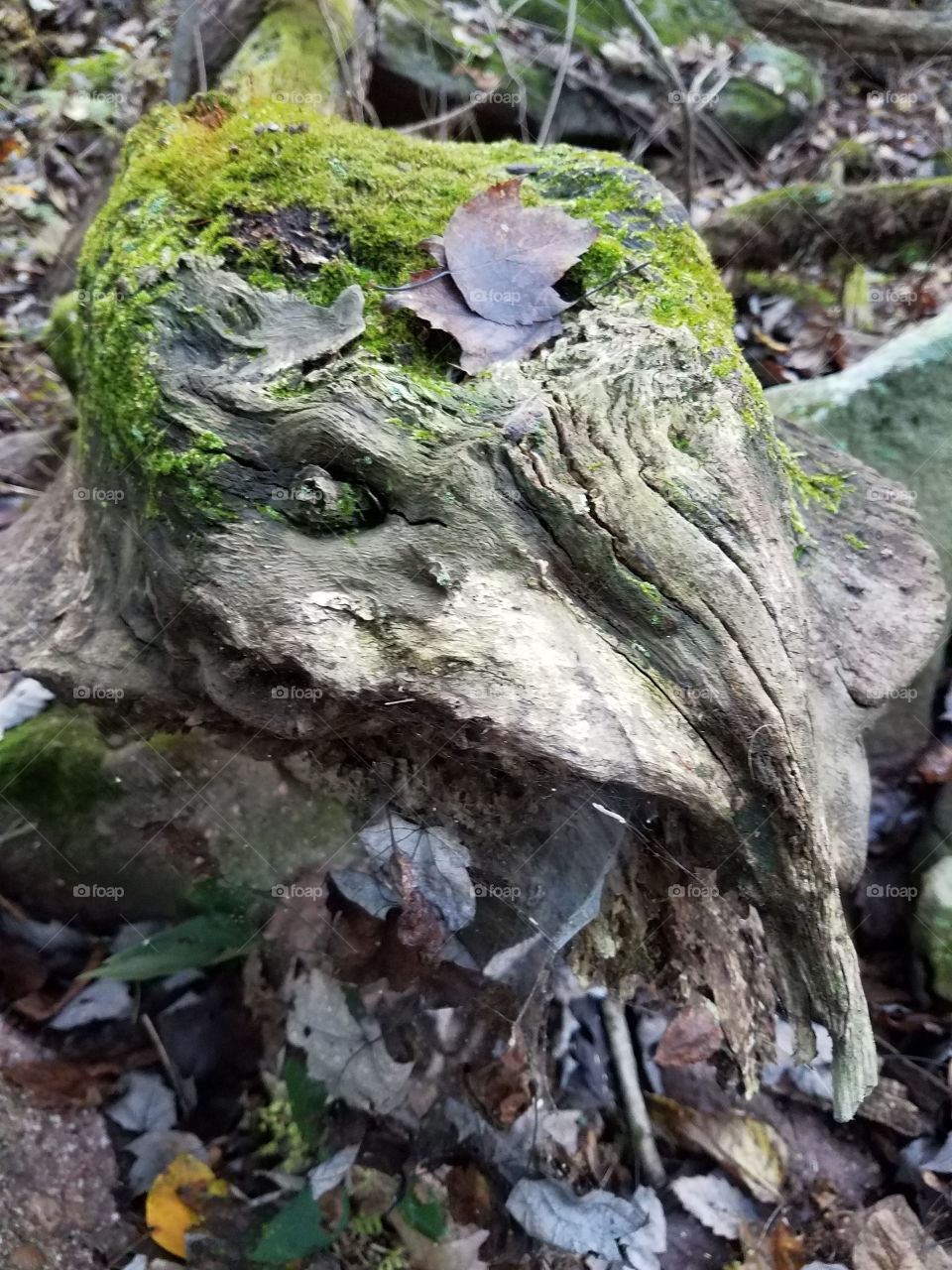 a fallen log face