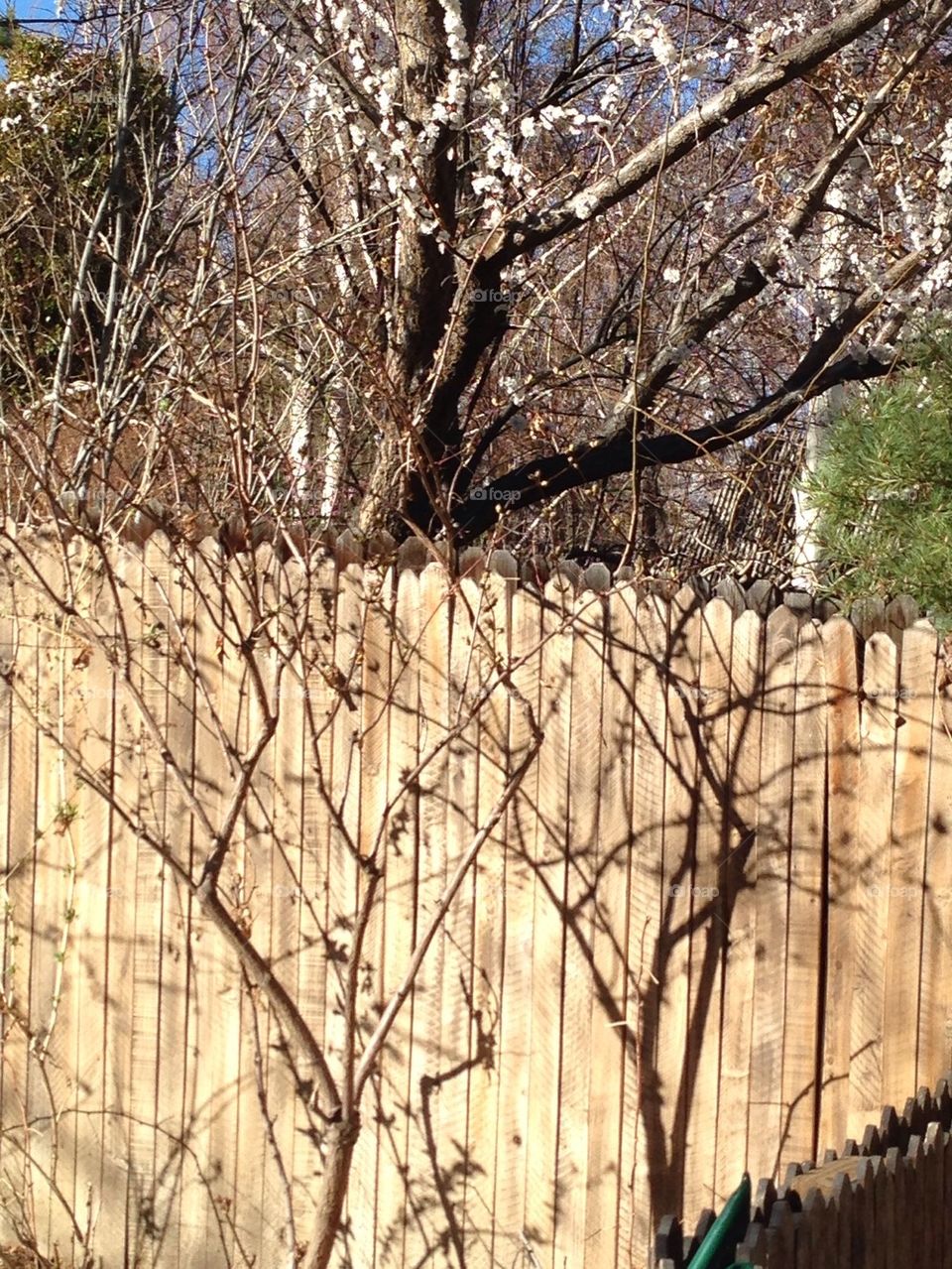 Spring Spring easter