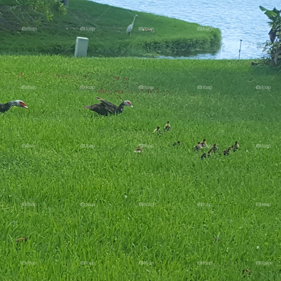 As I sit in my patio admire a beautiful day I see this Duck Family , it's very interesting to watch.