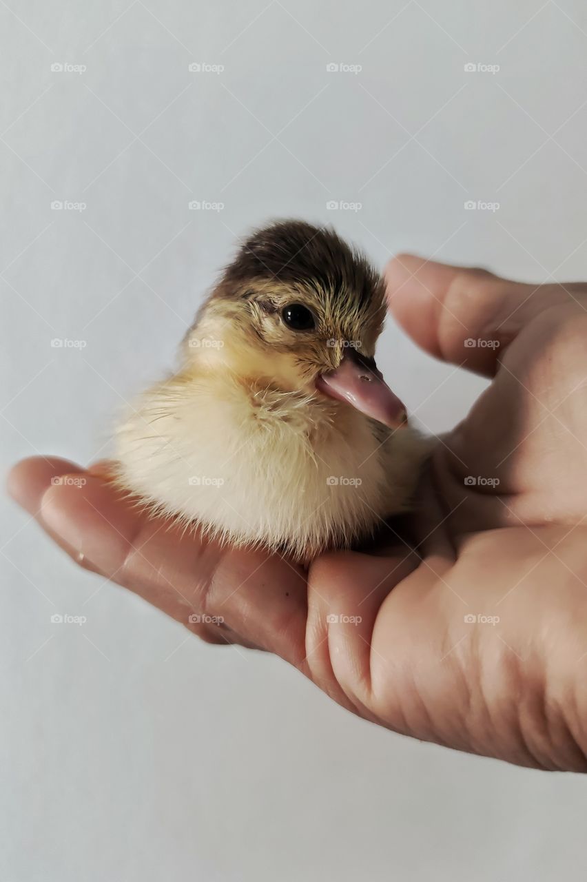 cute duck