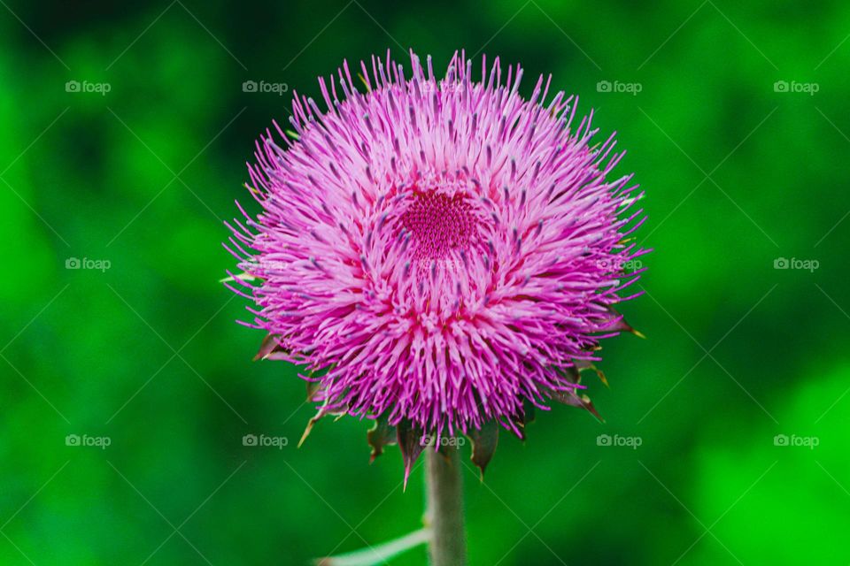 pink wild flower