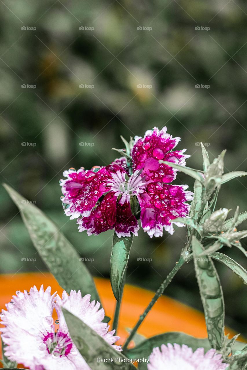Flor com gostas d'água