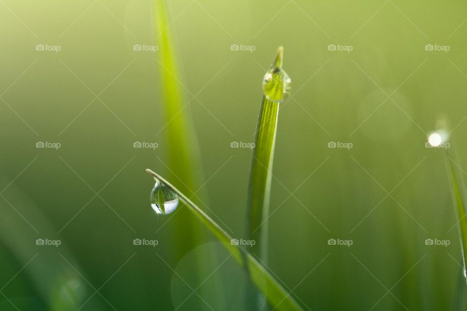 Macro shot of dew drops on green grass