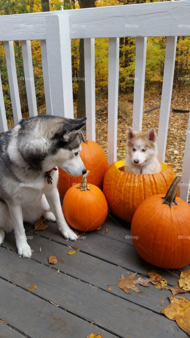 Siberian Husky looking at puppy in the pumpkin for Halloween