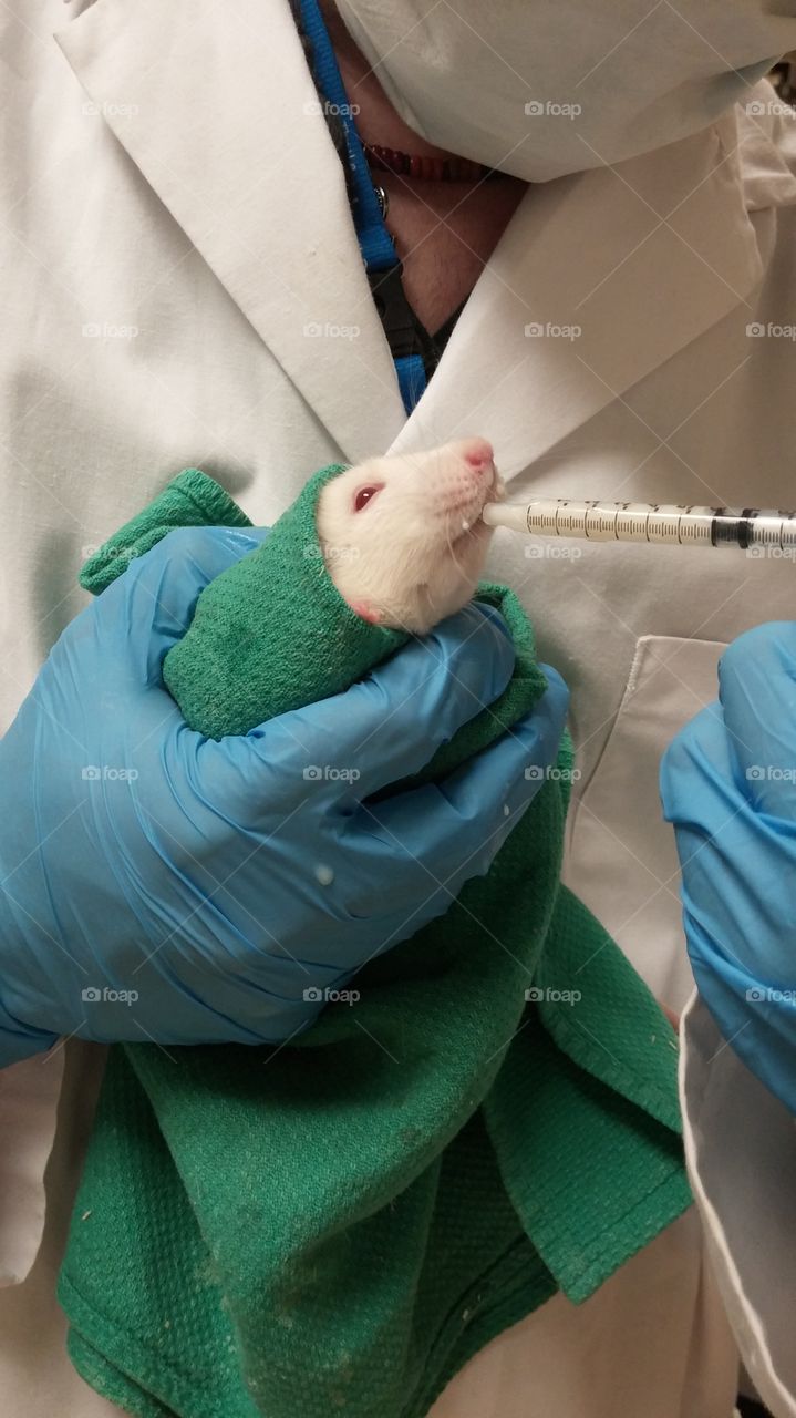 a treat. A rat is being fed sweetened condensed milk with a small syringe.