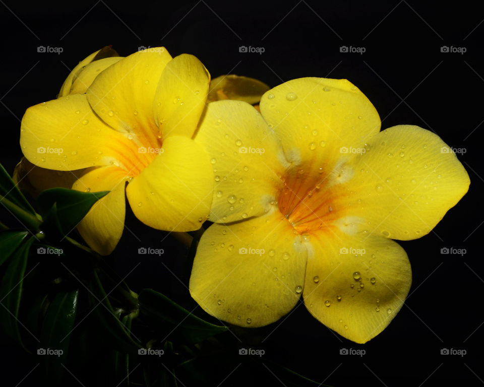yellow Flowers