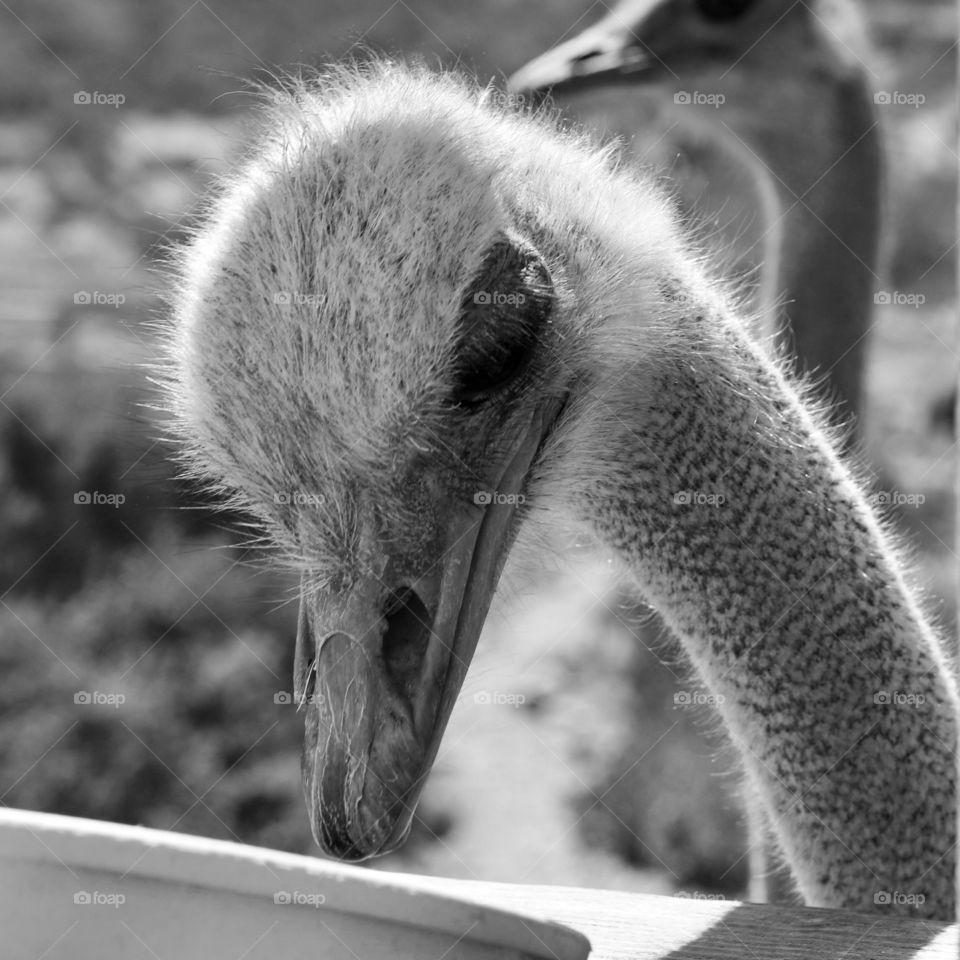 Ostrich and emu farm in Solvang, California. 