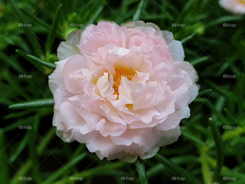  Portulaca Grandiflora or Moss-rose