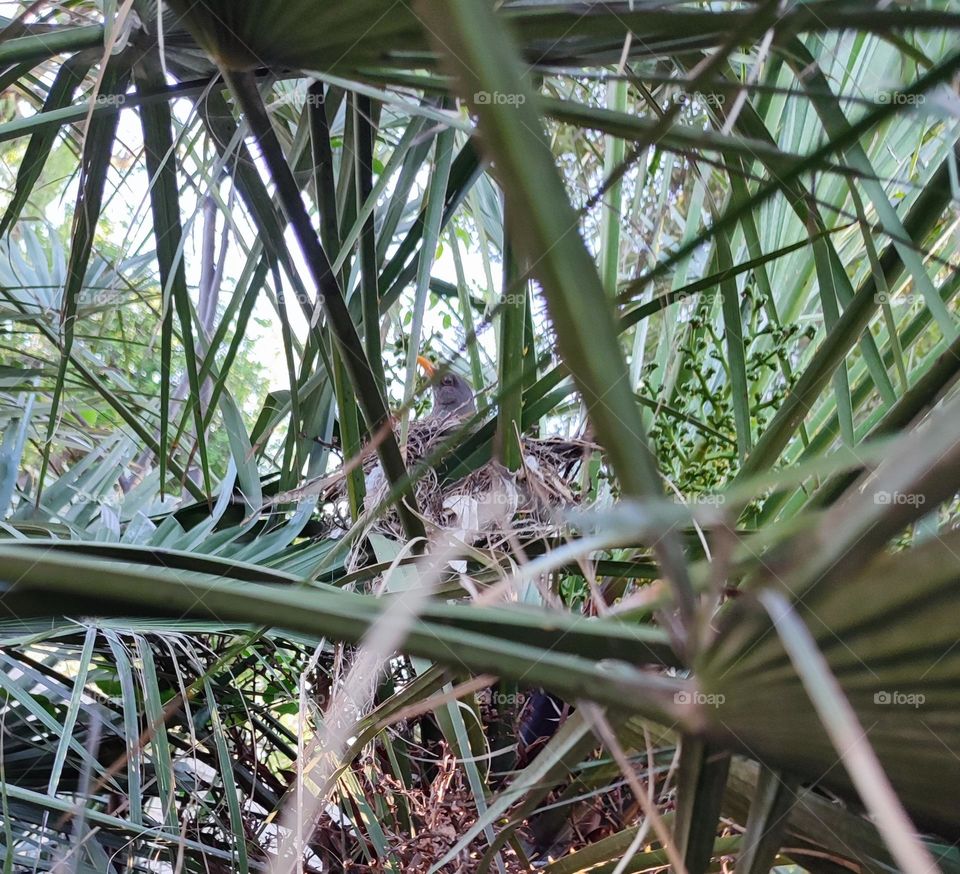 Bird on a nest in palm tree