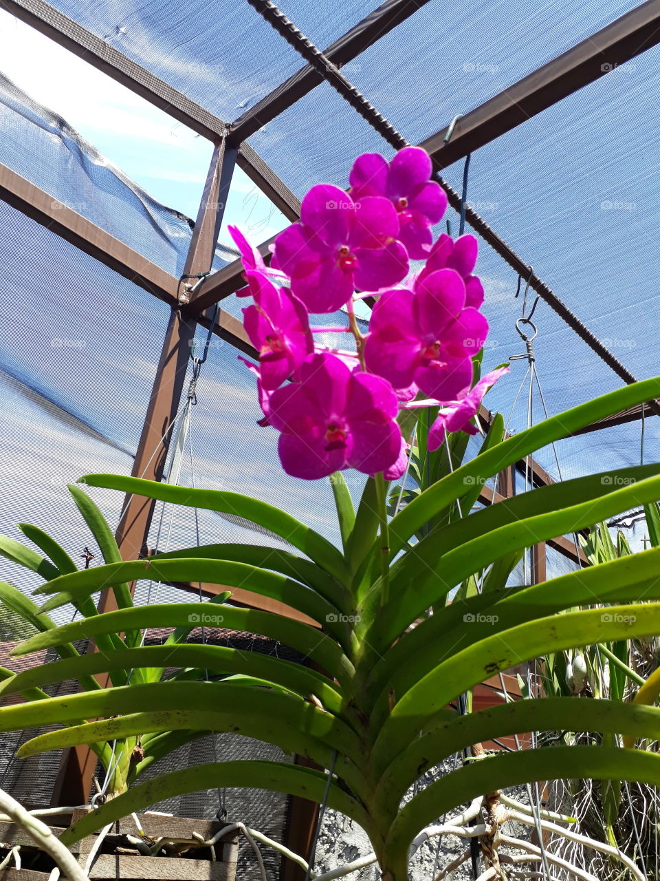 orquídea Vanda