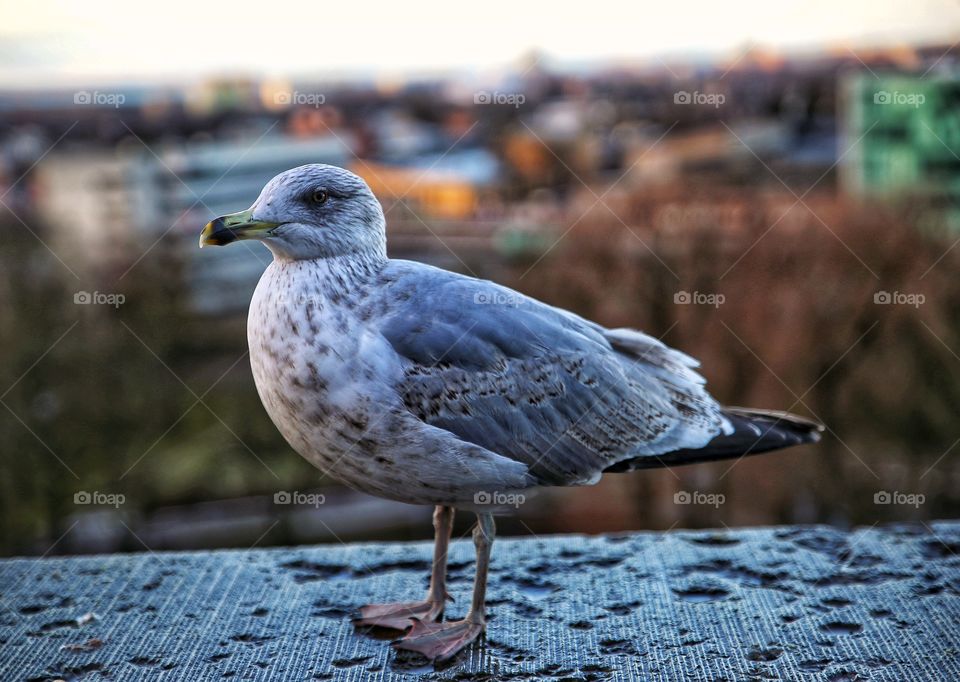 Seagull