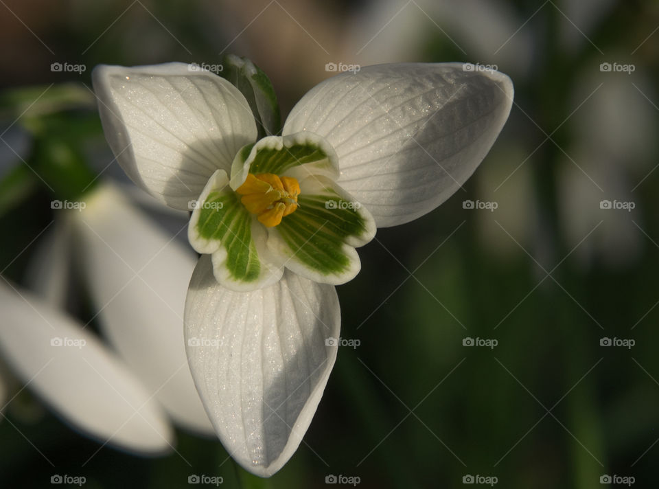 beautifull white flower