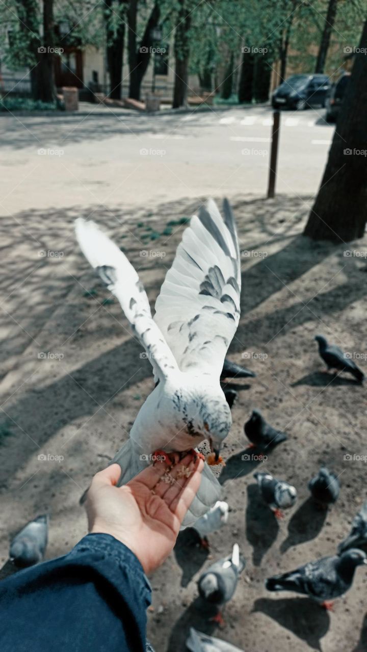 Pigeon eats in the palm of your hand