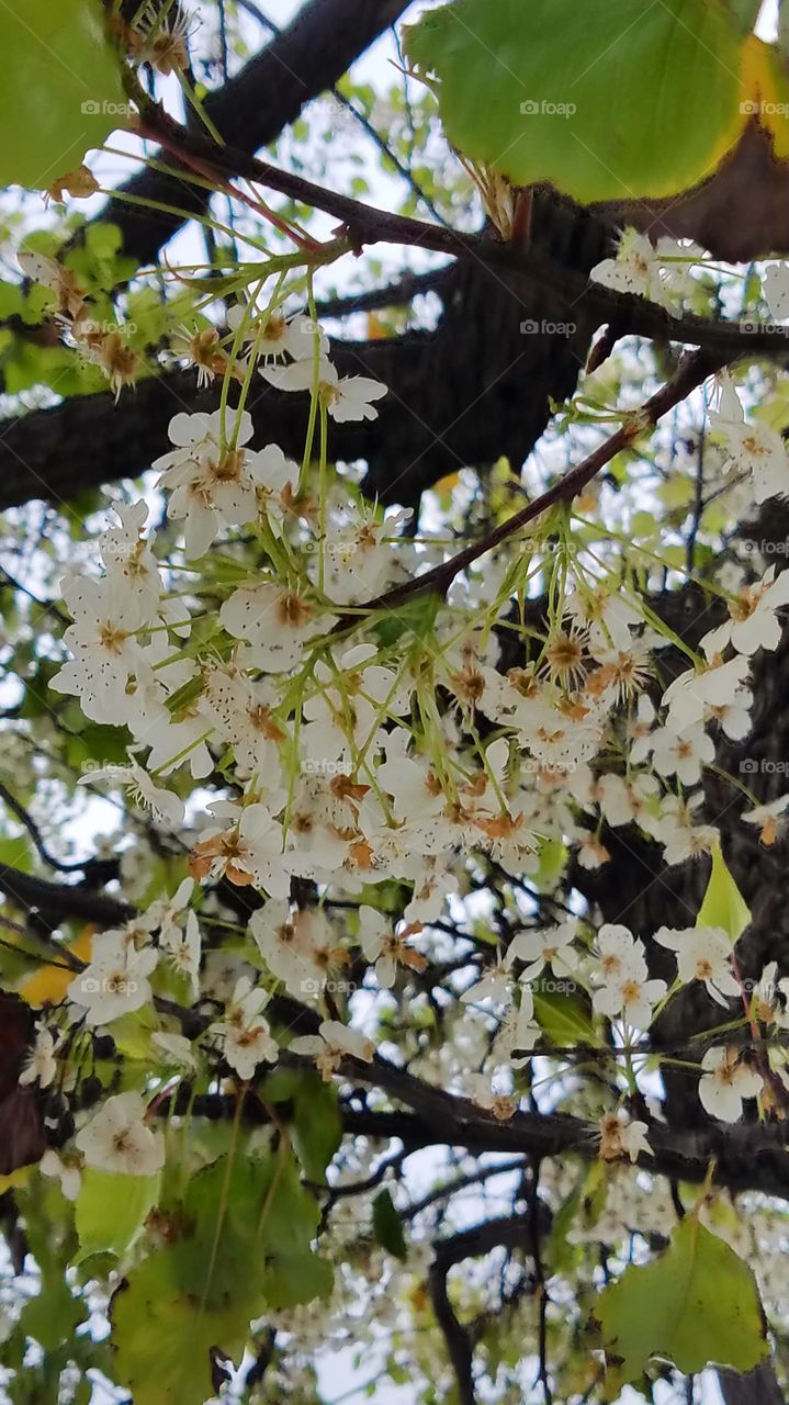 trees blooming