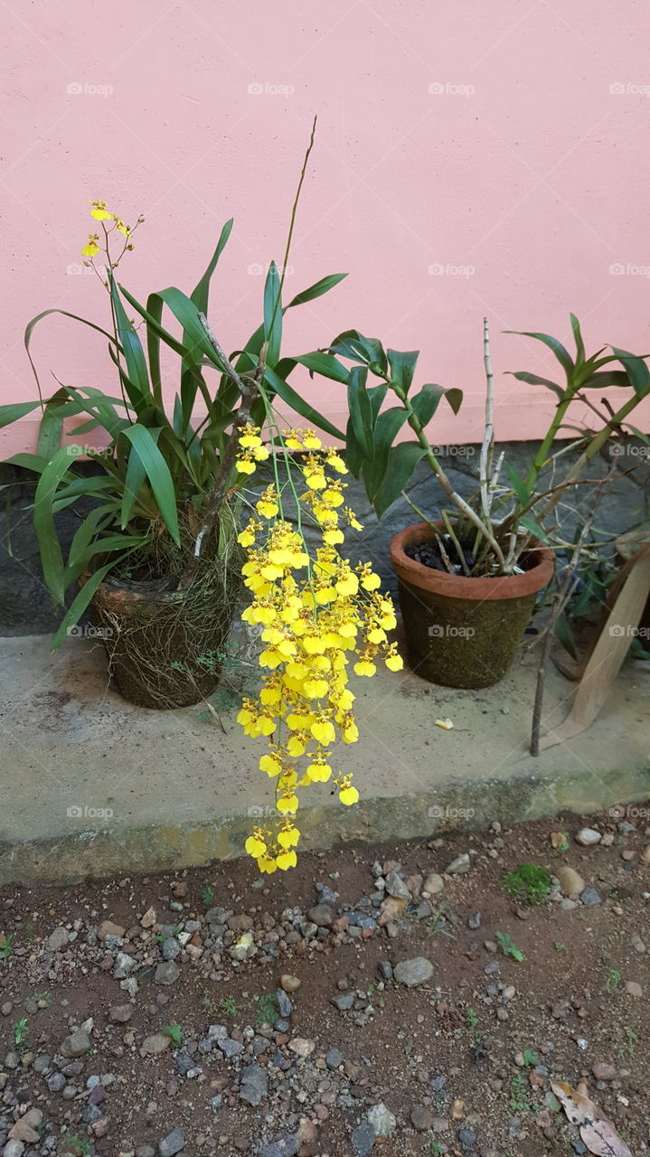 Yellow Blooms