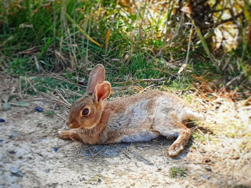 Bunny lying down