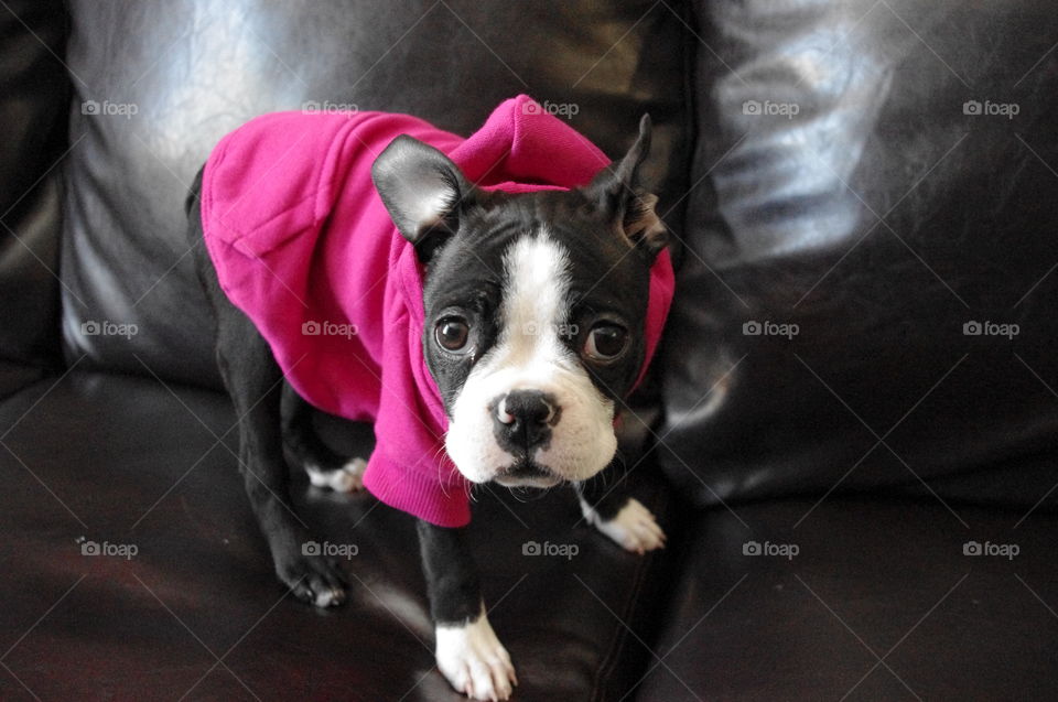 Cute boston terrier in her gansta pink hoodie
