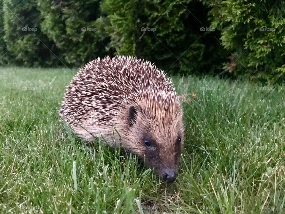Igel