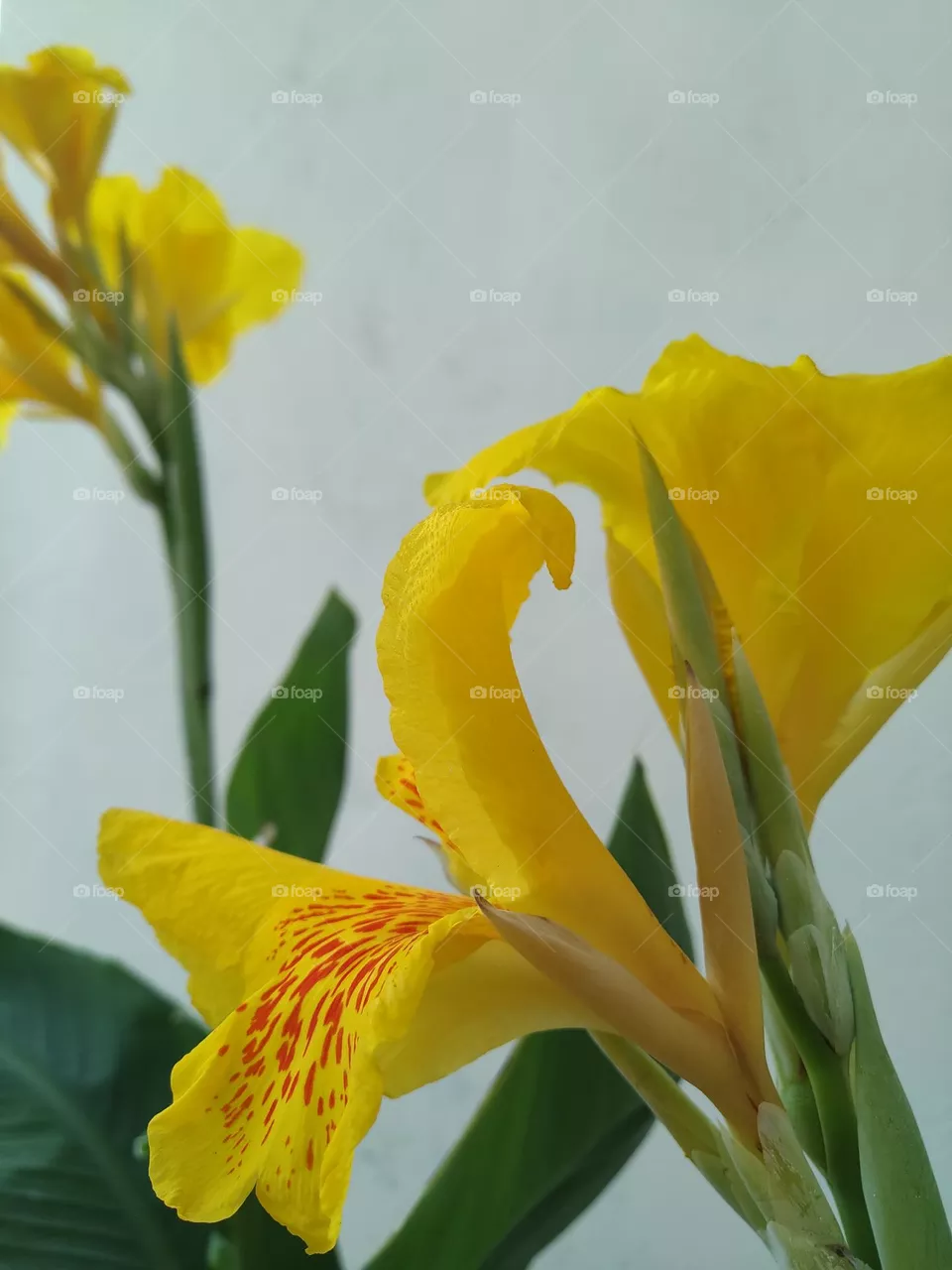 The beautiful Canna lily flowers