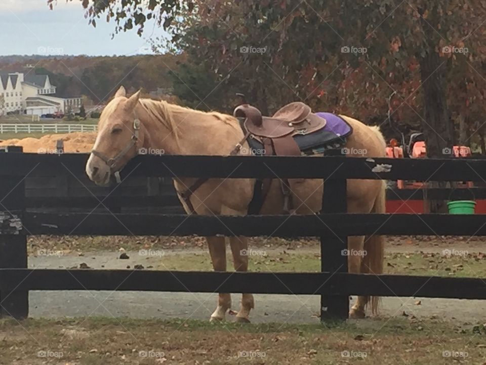 Friendly beautiful horse