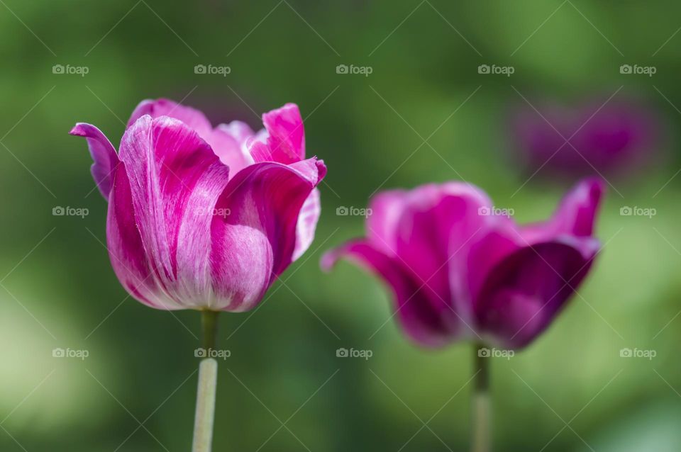 Pink tulips