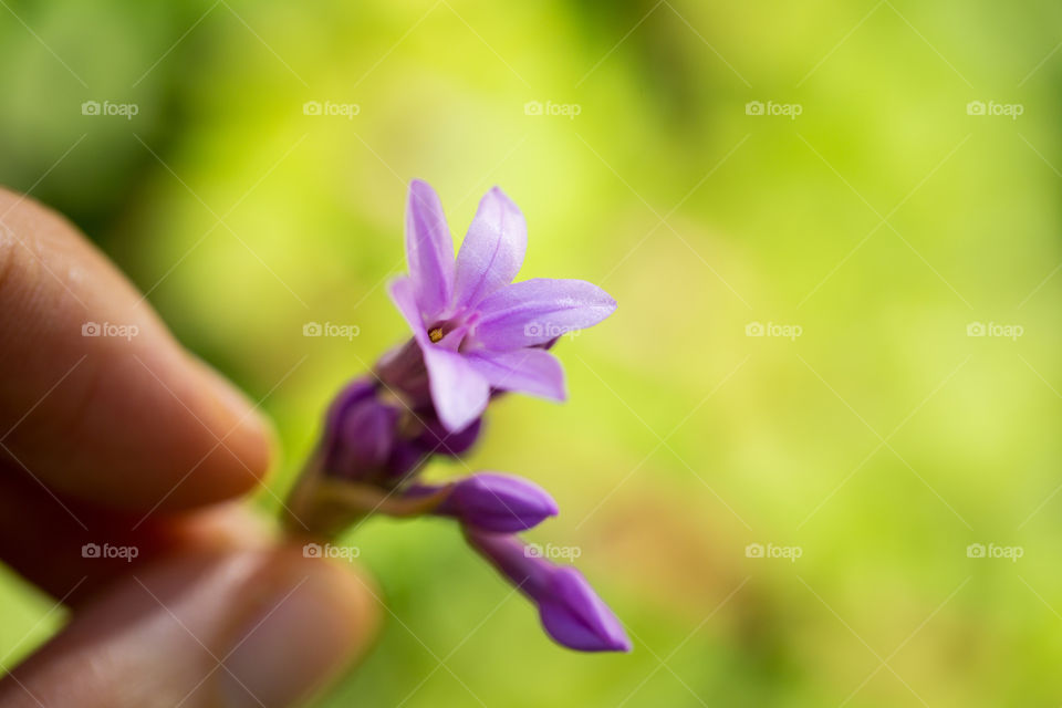 Spring flowers - hand holding stem with tiny purple flowers one blooming and other flowers still to open up in late afternoon sunlight. Closeup of purple spring flower.