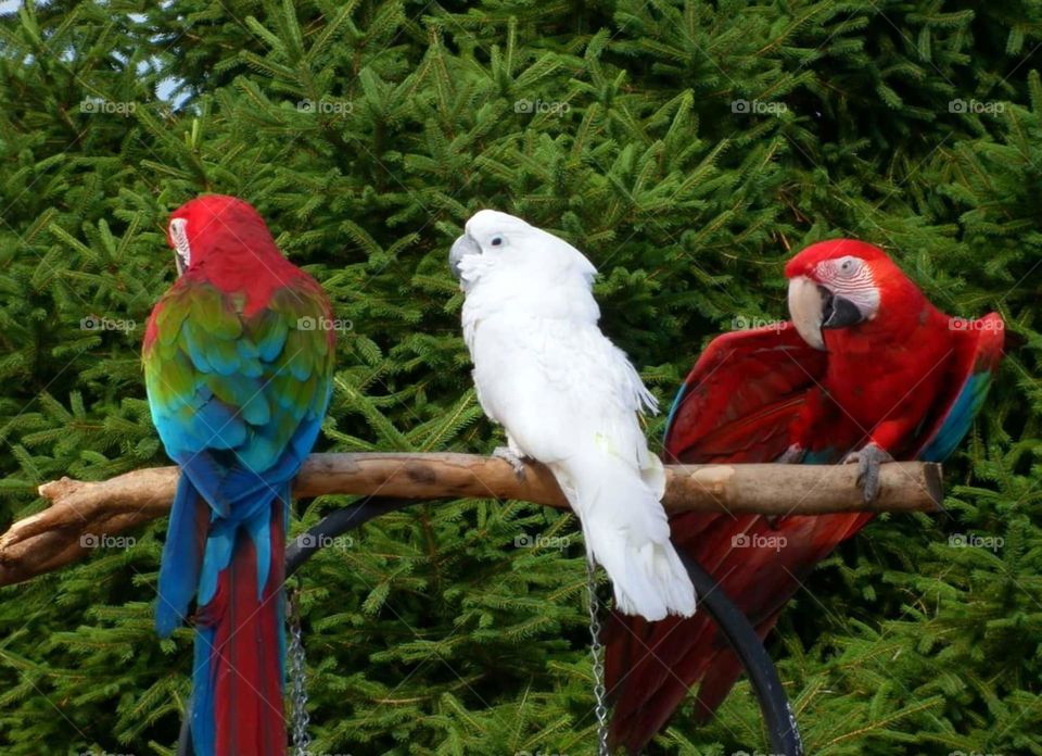 parrots . took this picture in Helen Georgia there is a guy who always has parrots out in the evening the white one is Marilyn 