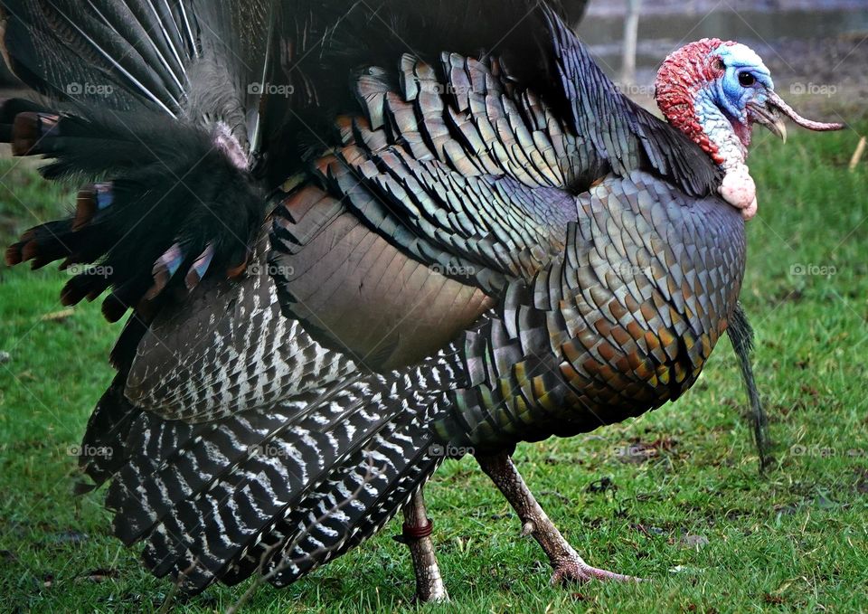the proud beautiful turkey
