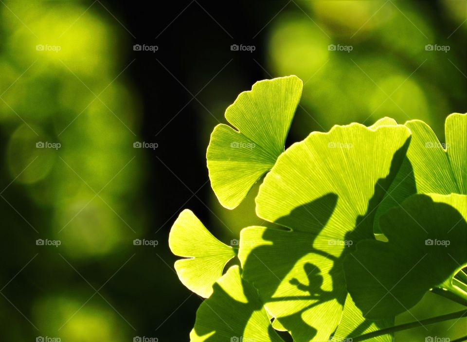 Ginko