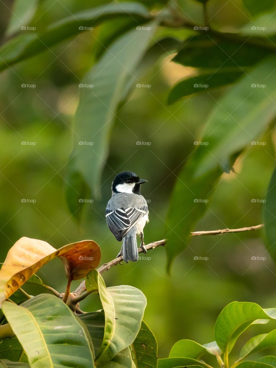 Cinereous tit