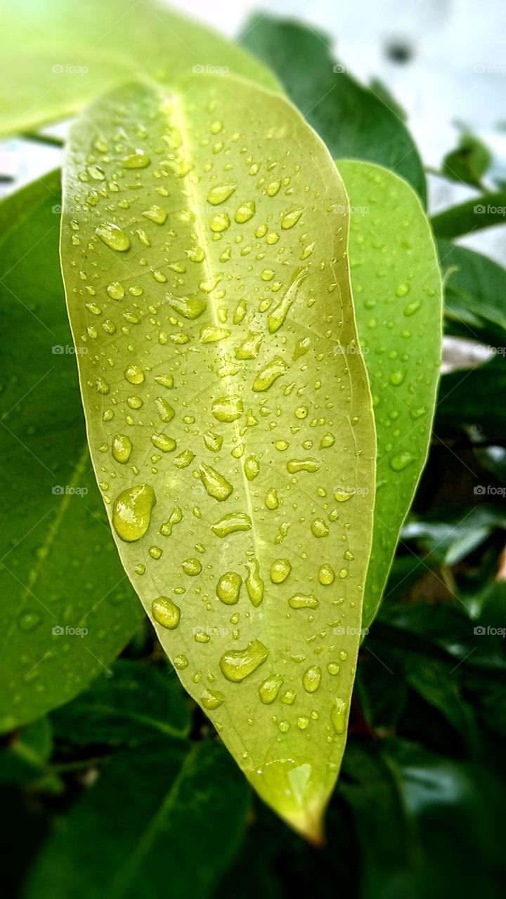 Light green leaves getting wet of the raindrops