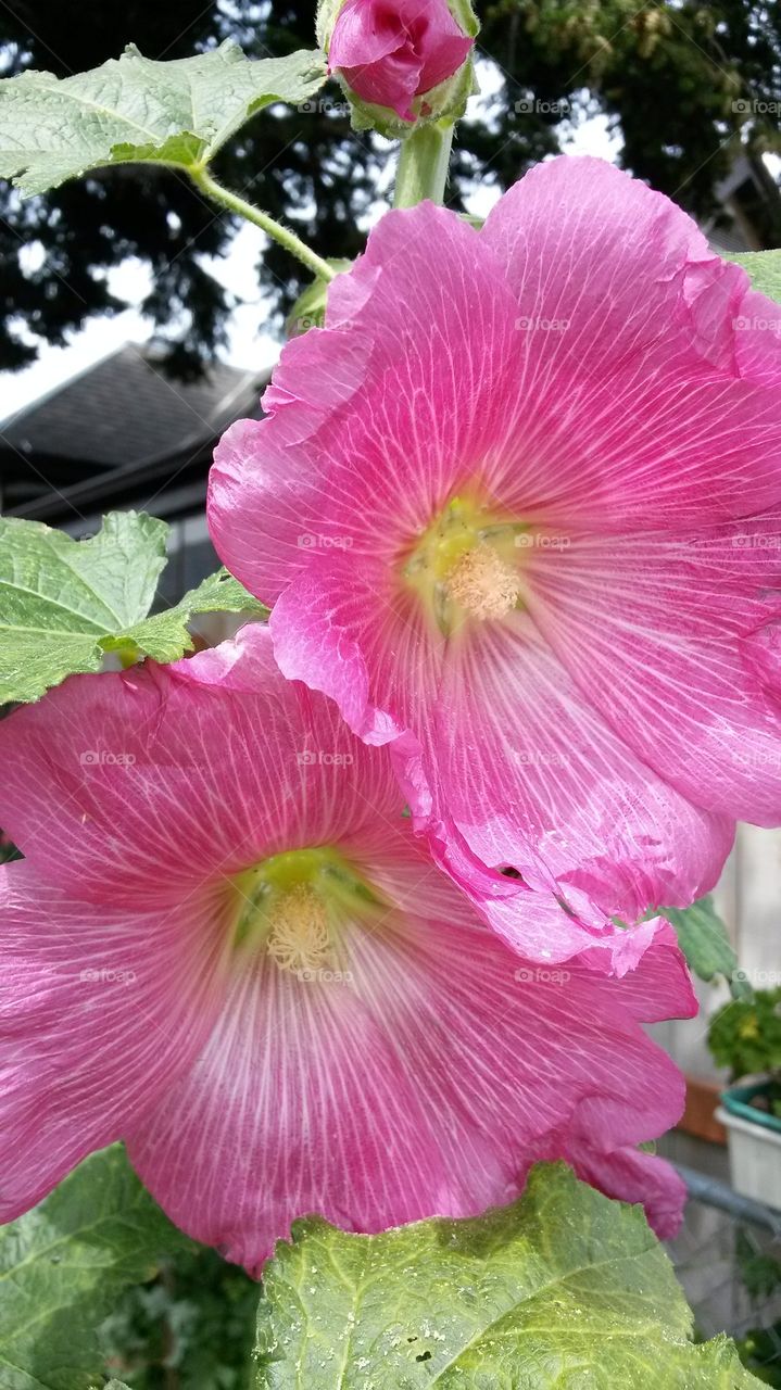 my Hollyhocks2014