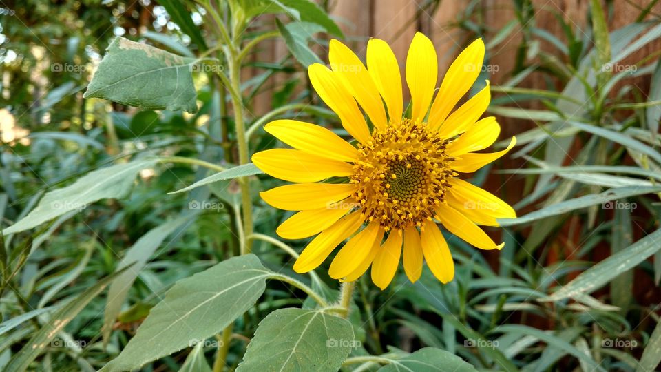 Um girassol pequeno.