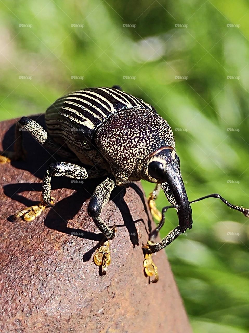 bicudo do algodoeiro