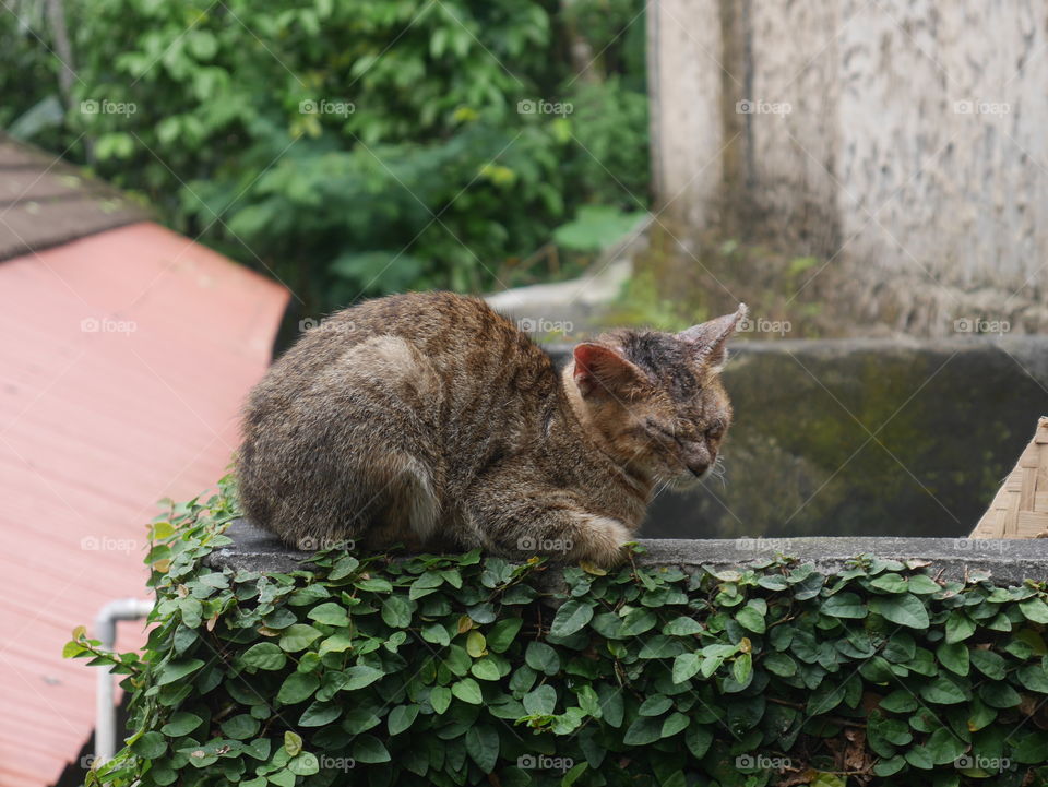 sleeping cat on a wall. Cute !