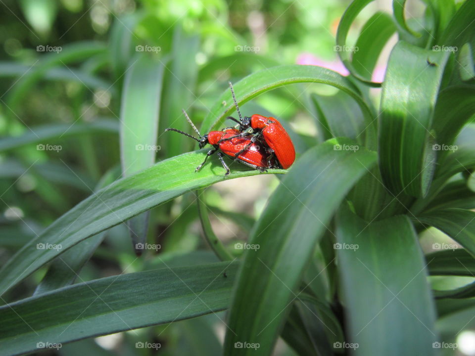 red bugs at your favorite place